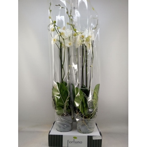 Phalaenopsis   ...white