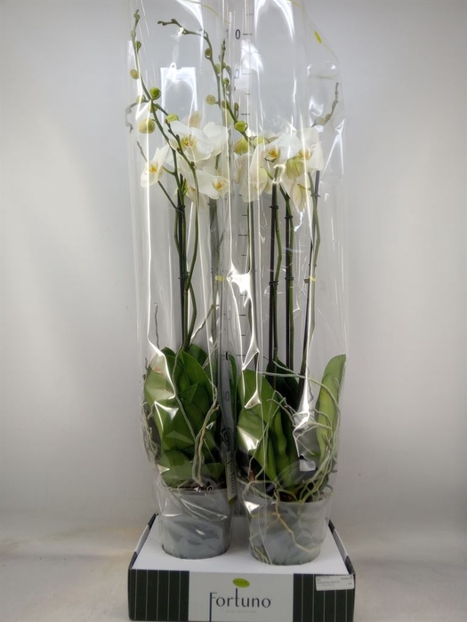 <h4>Phalaenopsis   ...white</h4>