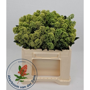 SKIM J FRANK WHIT BS