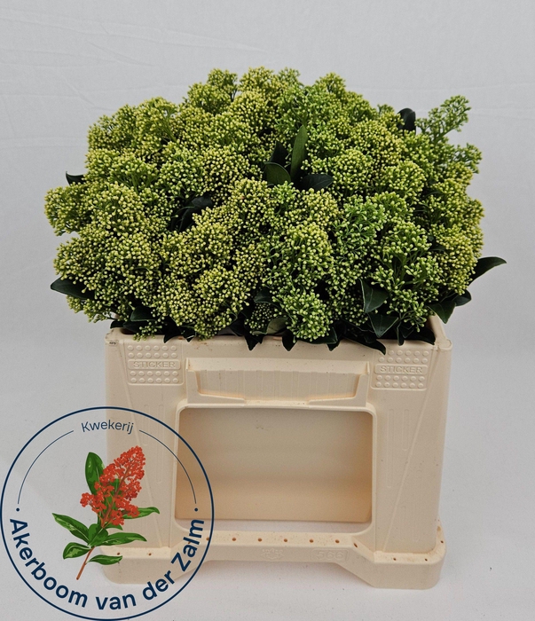 <h4>SKIM J FRANK WHIT BS</h4>