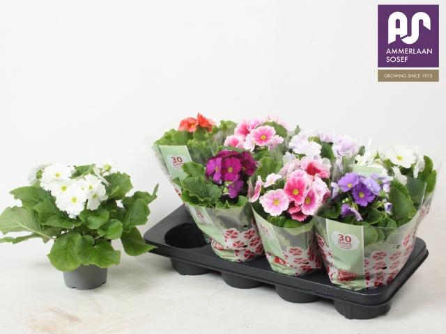 <h4>PRIM OB TM GEM</h4>