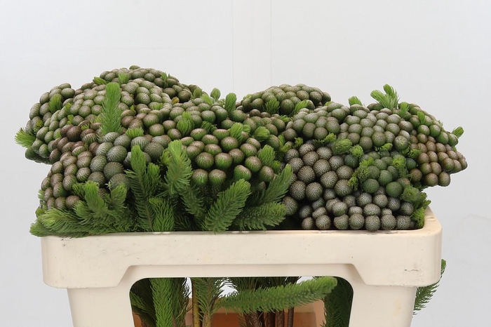 <h4>Cape Green Albiflora</h4>