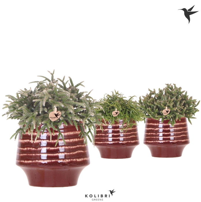 <h4>Kolibri Greens Rhipsalis mix in Moonstone pot red</h4>