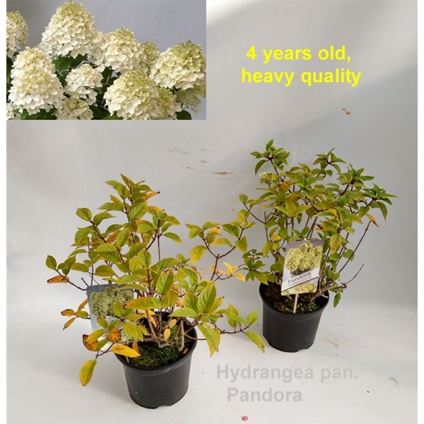 <h4>Hydrangea paniculata 'Pandora' 19cm</h4>