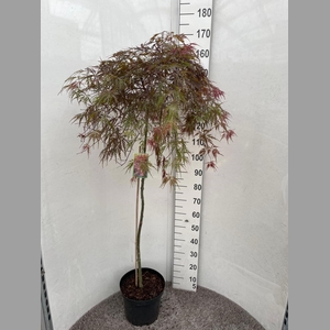 ACER PA GARNET