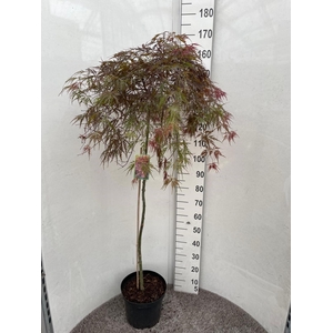 ACER PA GARNET