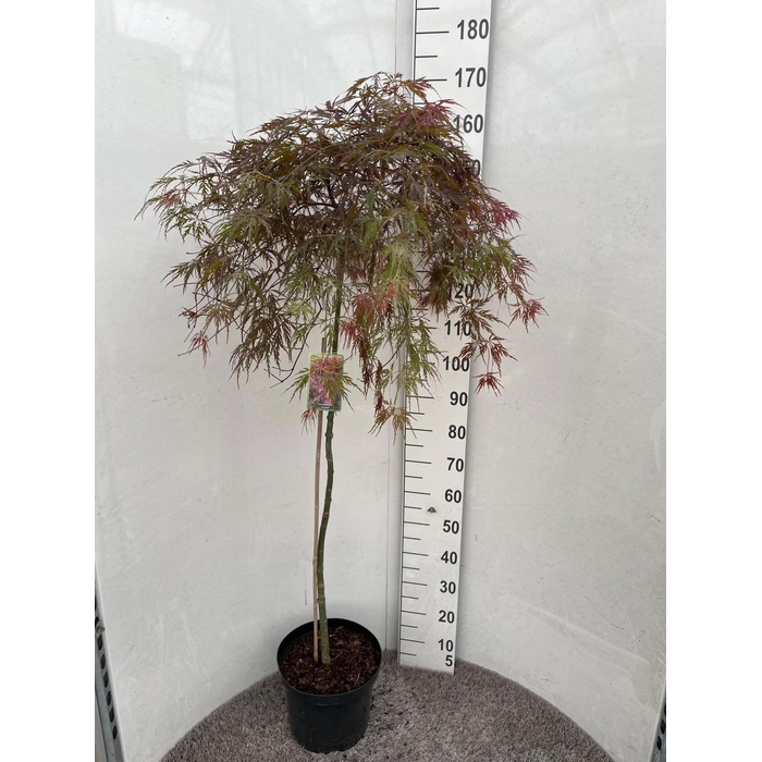 <h4>ACER PA GARNET</h4>