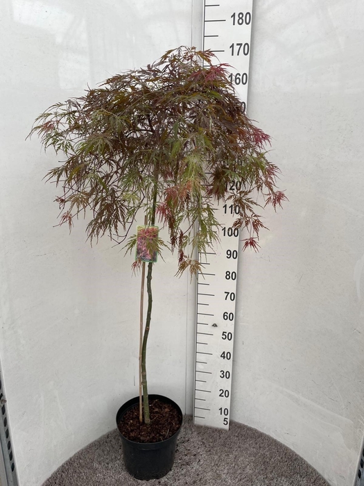 <h4>ACER PA GARNET</h4>