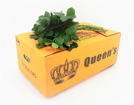 <h4>Salal Tips Queens</h4>