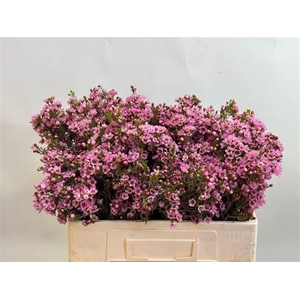 CHAME SARAHS DELIGHT