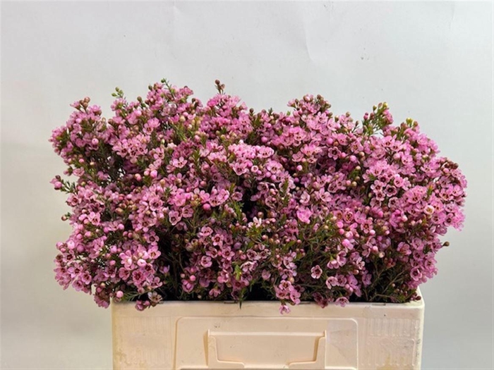 <h4>CHAME SARAHS DELIGHT</h4>