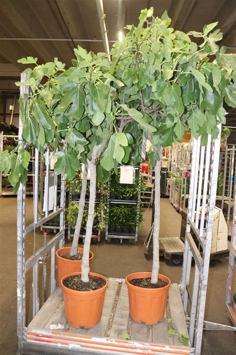 arr8 Ficus Carica