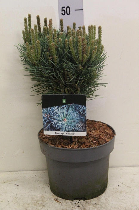 <h4>Pinus sylv. 'Watereri' P23 potgekweekt</h4>