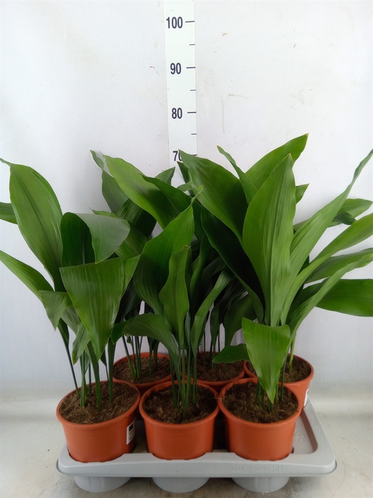 <h4>Aspidistra elat.</h4>