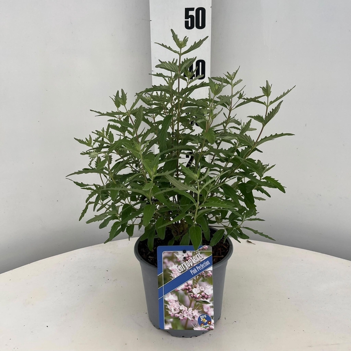 <h4>Caryopteris Pink Perfection ('Lisspin'PBR)</h4>