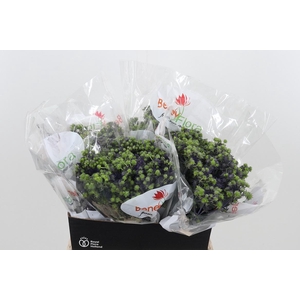 Eryng Pl Mag Purp St