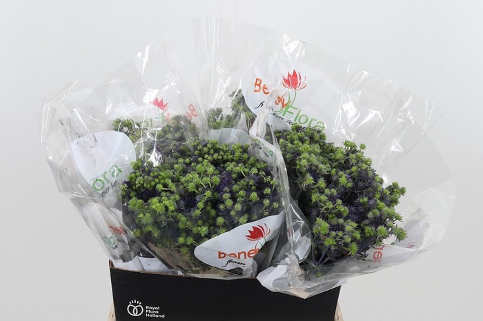 <h4>Eryng Pl Mag Purp St</h4>