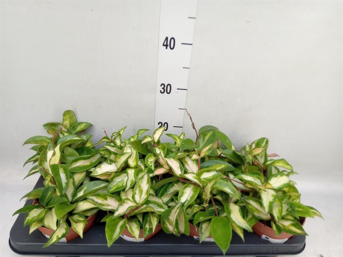 <h4>Hoya carnosa 'Tricolor'</h4>