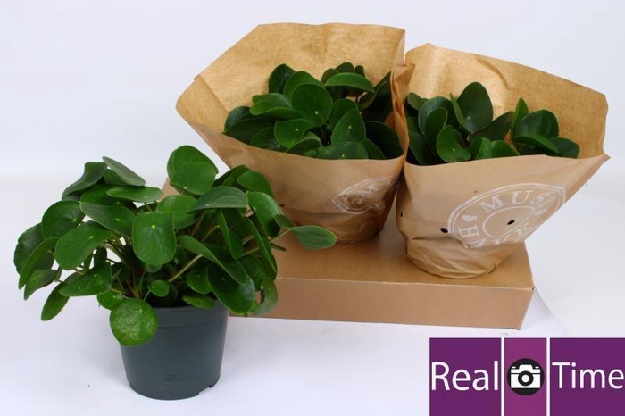 <h4>PILEA PEPEROMIOIDES</h4>