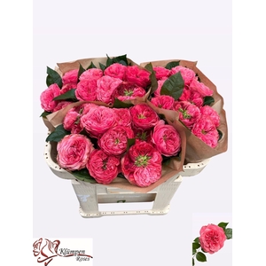 ROSA GR 'MIDDLETON'