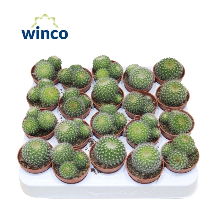 <h4>Notocactus Haselbergii (group)</h4>