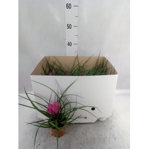 Tillandsia cyanea 'Josee'