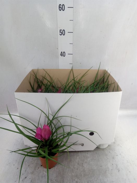 <h4>Tillandsia cyanea 'Josee'</h4>