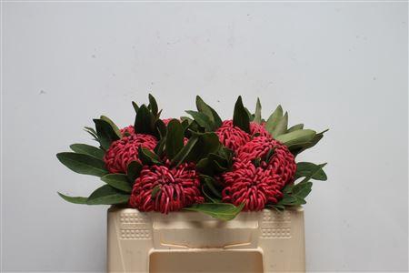 <h4>Protea Waratah</h4>