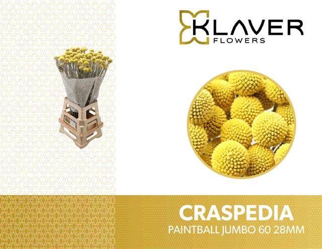 CRAS PAINTBALL JUMBO