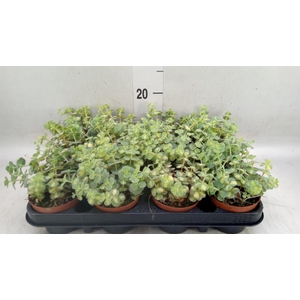 Sedum sieboldii 'Mediovariegatum'