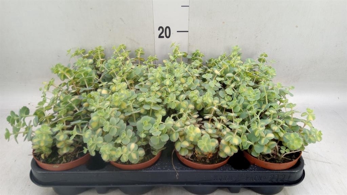 <h4>Sedum sieboldii 'Mediovariegatum'</h4>