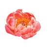 Paeonia coral charm