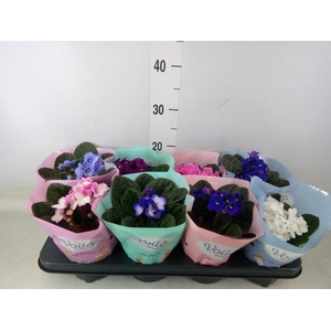 Saintpaulia   ...mix