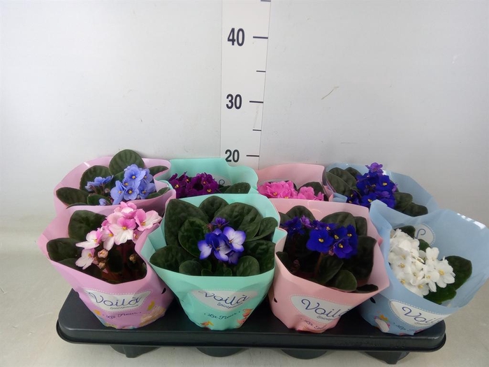 <h4>Saintpaulia   ...mix</h4>