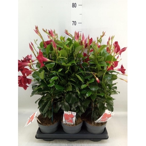 Mandevilla am. 'Diaman Topaze Ver'