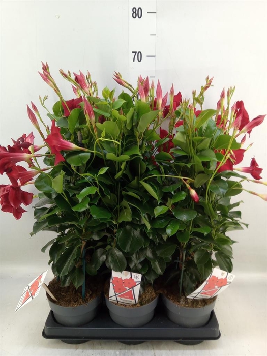 <h4>Mandevilla am. 'Diaman Topaze Ver'</h4>