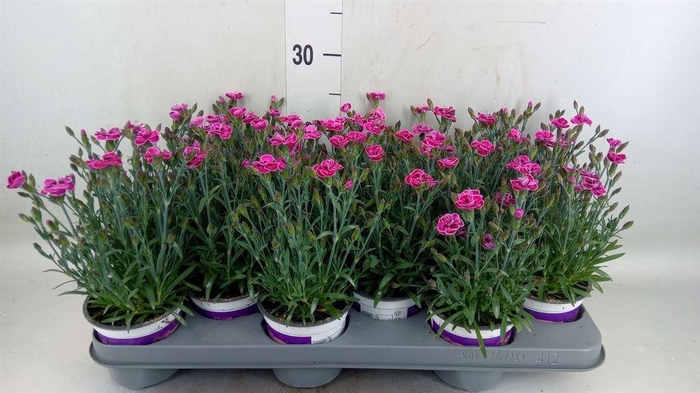 <h4>Dianthus  'Diantica Purple Wedding'</h4>