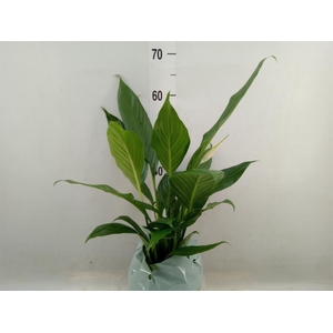 Spathiphyllum  'Bingo Cupido'