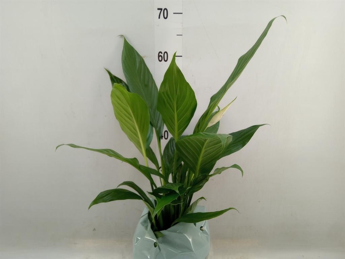 <h4>Spathiphyllum  'Bingo Cupido'</h4>