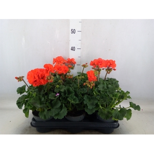 Pelargonium zona.   ...F1