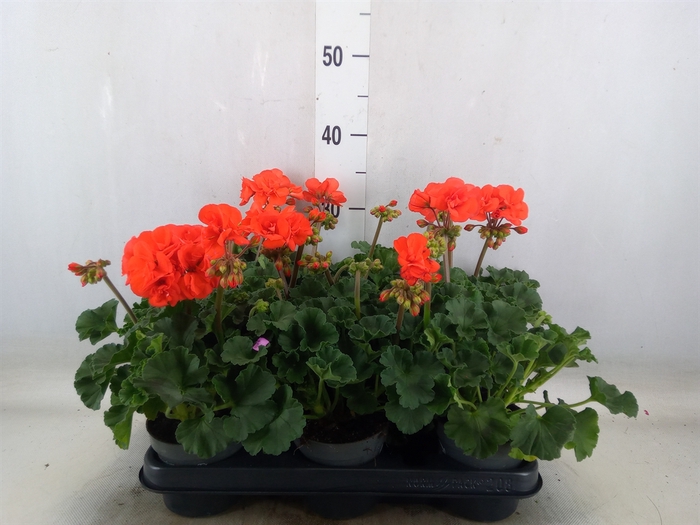<h4>Pelargonium zona.   ...F1</h4>