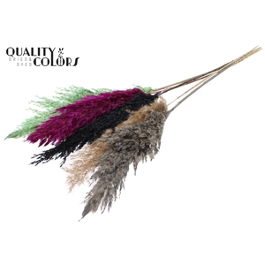Pampas Grass 100cm 5st/bunch Colourful 8