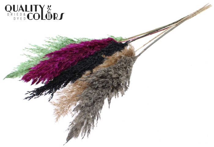 <h4>Pampas Grass 100cm 5st/bunch Colourful 8</h4>
