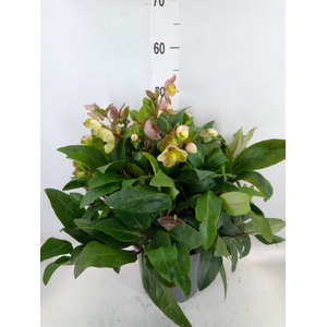 Helleborus  'Beauty Princess'