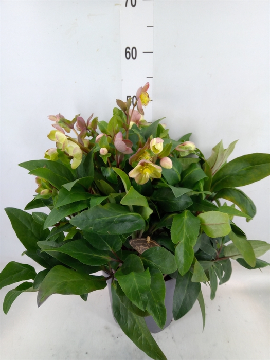 <h4>Helleborus  'Beauty Princess'</h4>