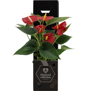 Anthurium Diamond Red in Diamond giftbox