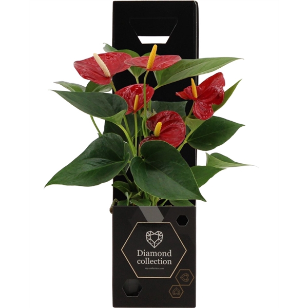 <h4>Anthurium Diamond Red in Diamond giftbox</h4>