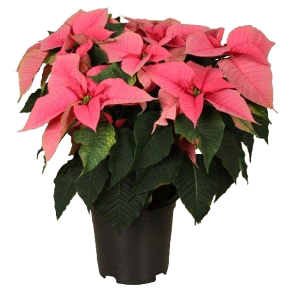 <h4>Euphorbia pulcherrima Christmas Feelings Pink</h4>