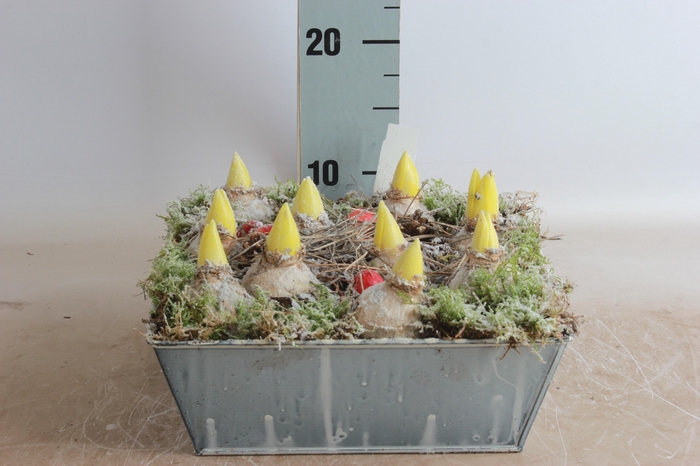 <h4>Arr Hyacinth</h4>