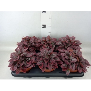 Peperomia caperata 'Cayenne'